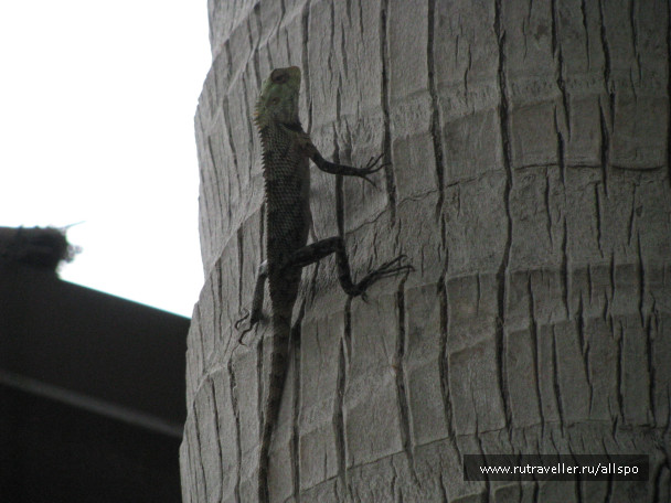 photo 25852