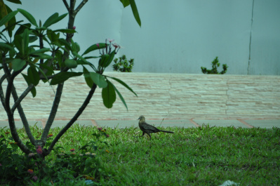 photo 410787