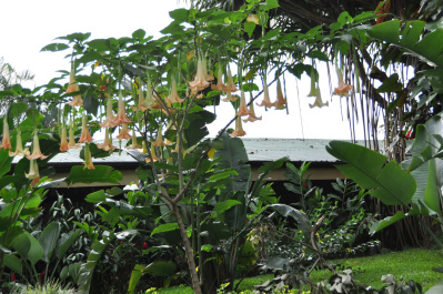 photo 410807