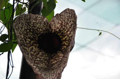 photo 410842