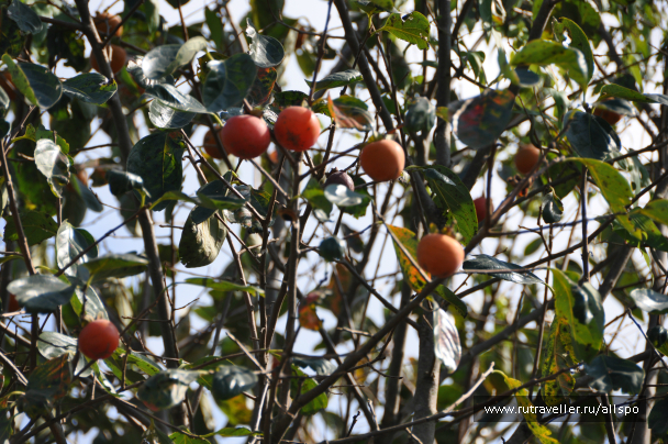 photo 621695