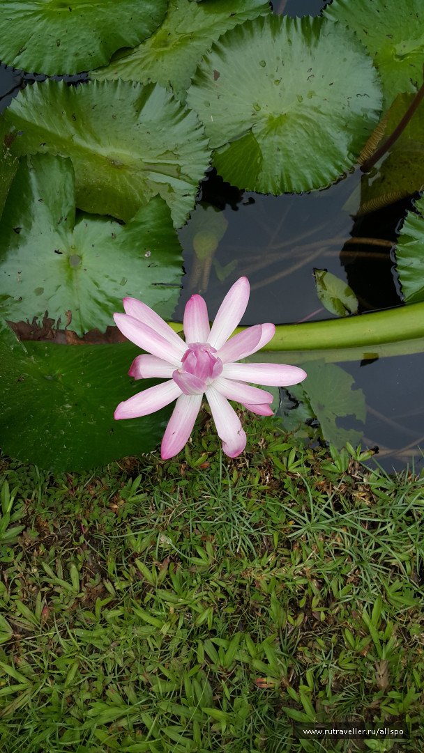 photo 1168973