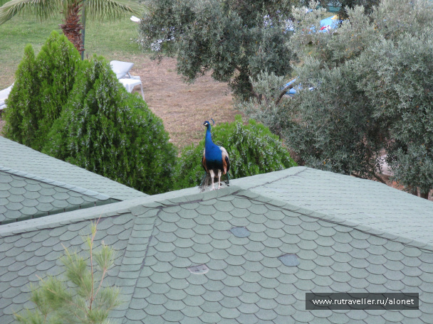 photo 129954