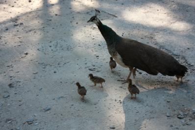 photo 217327