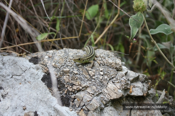 photo 765596