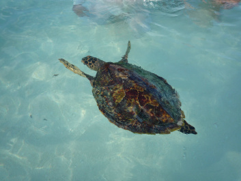 photo 207819