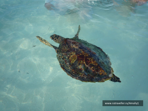 photo 207819