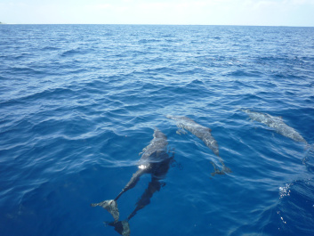 photo 207820