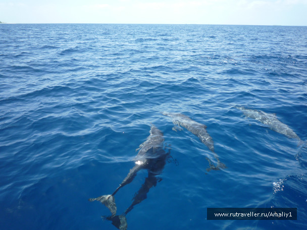 photo 207820