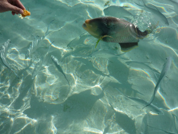 photo 207821