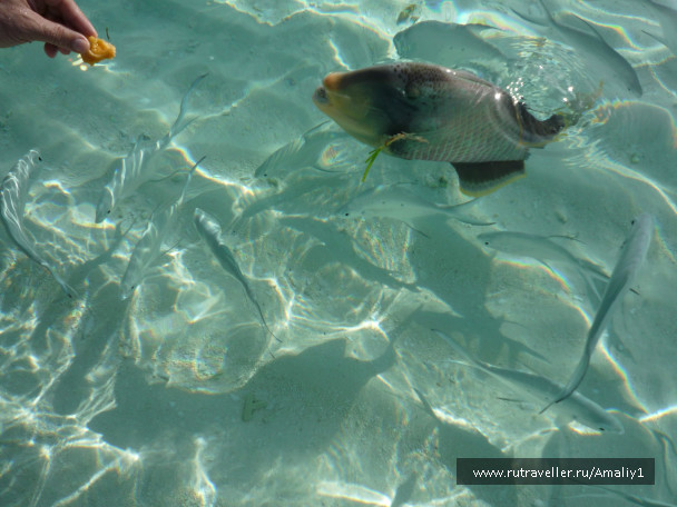 photo 207821