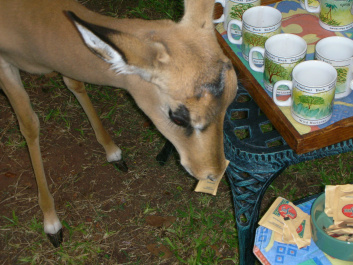 photo 232554