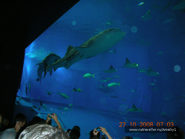 photo 233081