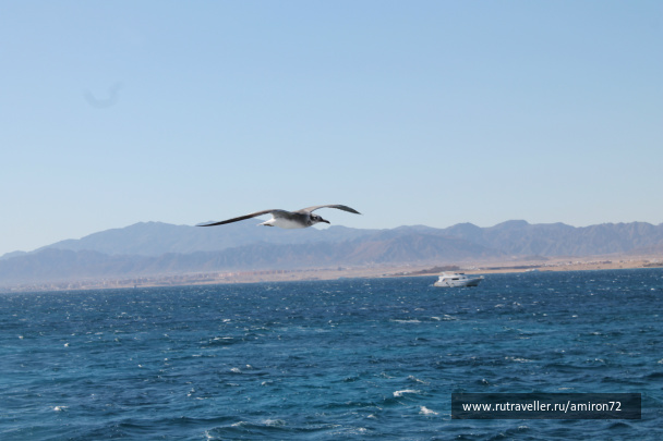 photo 253886