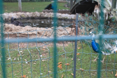 photo 823275