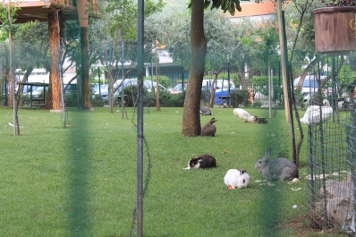 photo 823276