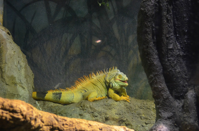 photo 400333