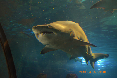 photo 400334