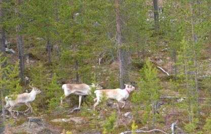 photo 377333