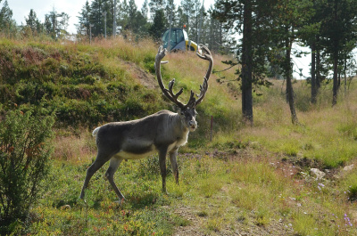 photo 456567