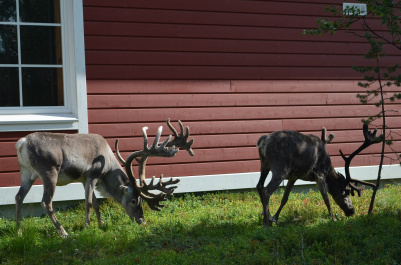 photo 456568