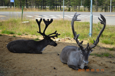 photo 456569