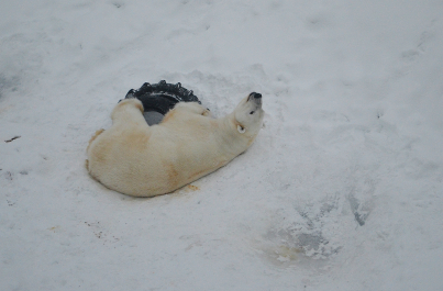 photo 628468