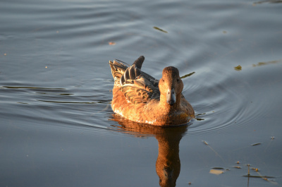 photo 507702
