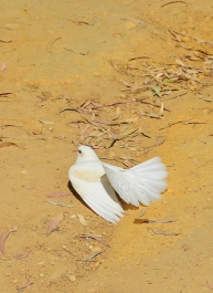 photo 798196