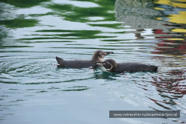 photo 747069