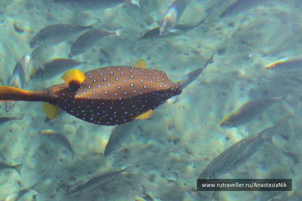 photo 471915