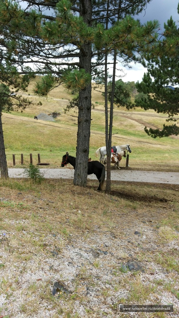 photo 1517448