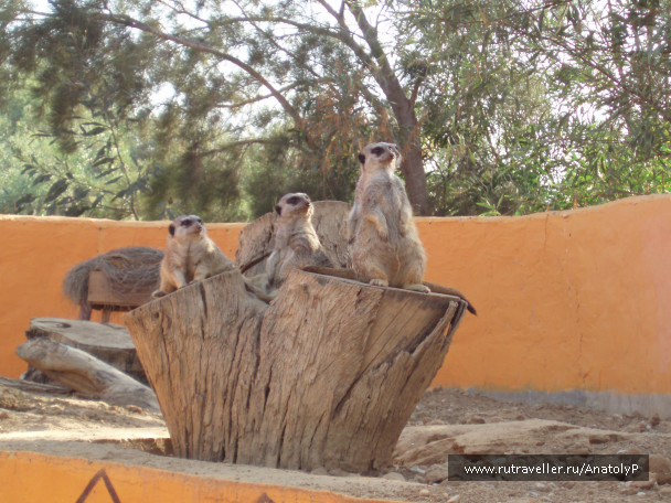 photo 460955