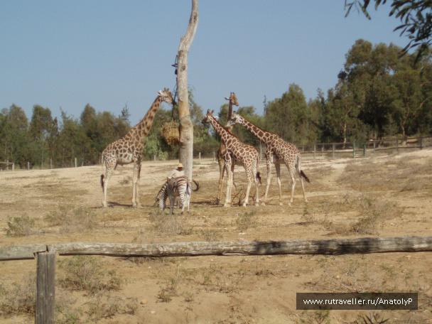 photo 460957