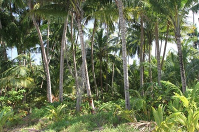 photo 203626