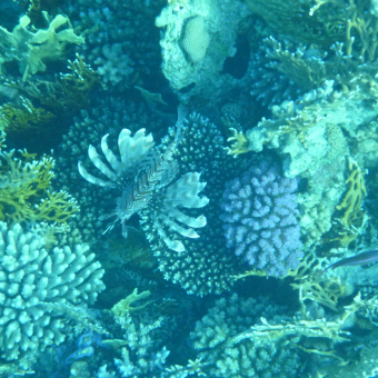 Синай подводные фото 