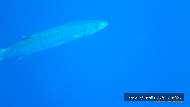 photo 695528