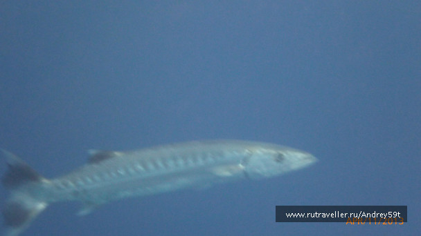 photo 695529