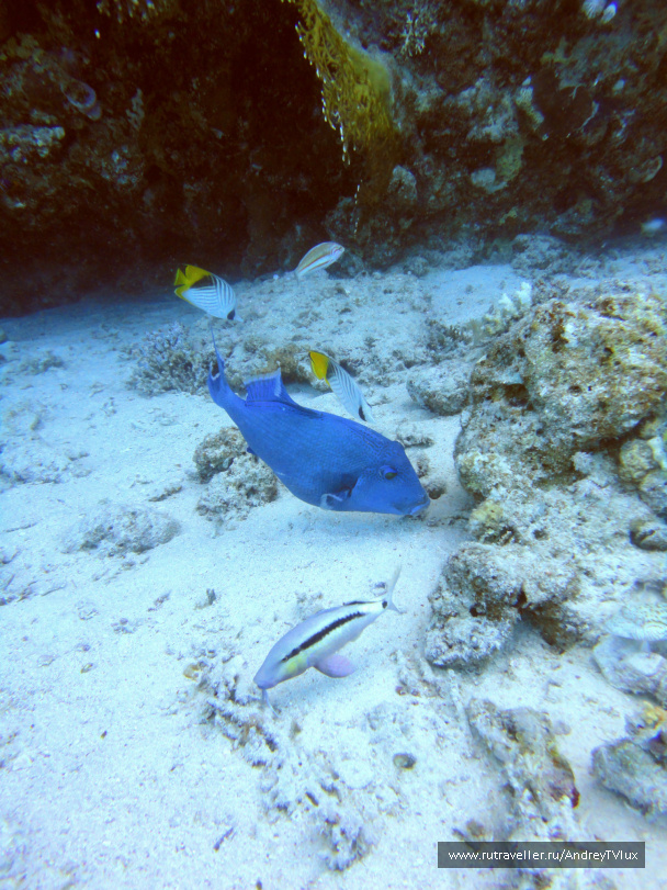 photo 125245