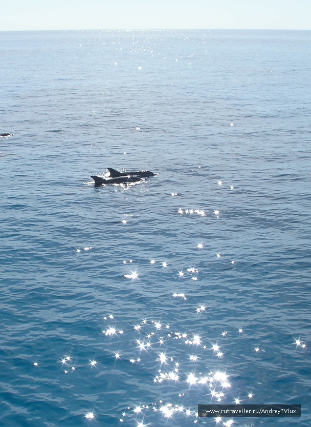 photo 239230