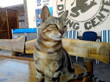 photo 291738