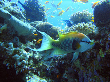 photo 299392
