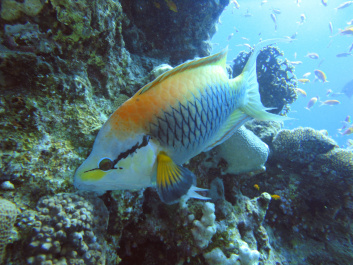 photo 299393
