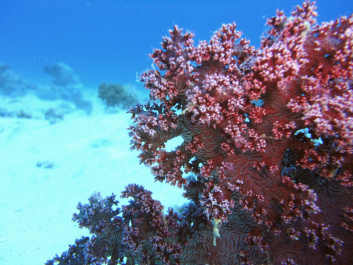 photo 299397
