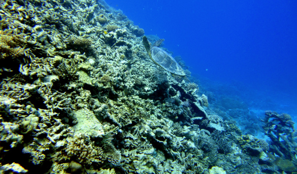 DSC02669-1
