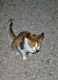 photo 313796