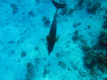 photo 599290