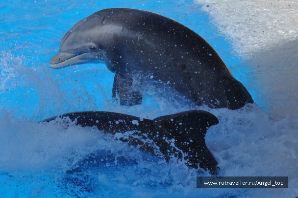 photo 387579