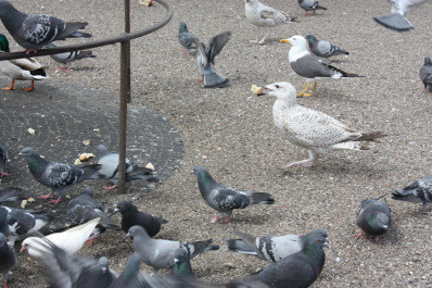 photo 344501