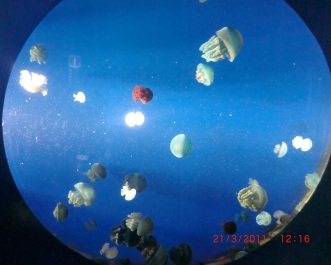 photo 208482